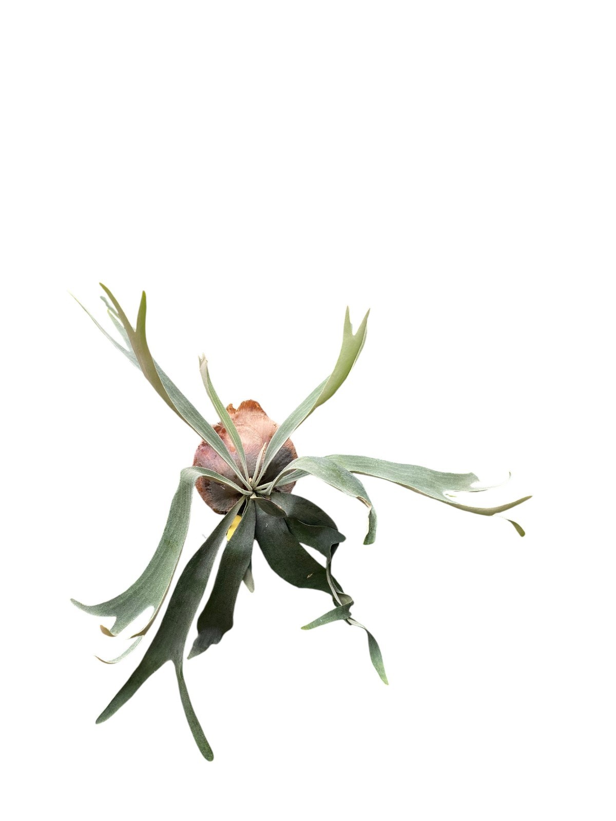 Platycerium willinckii ‘Pedro Tatsuta’