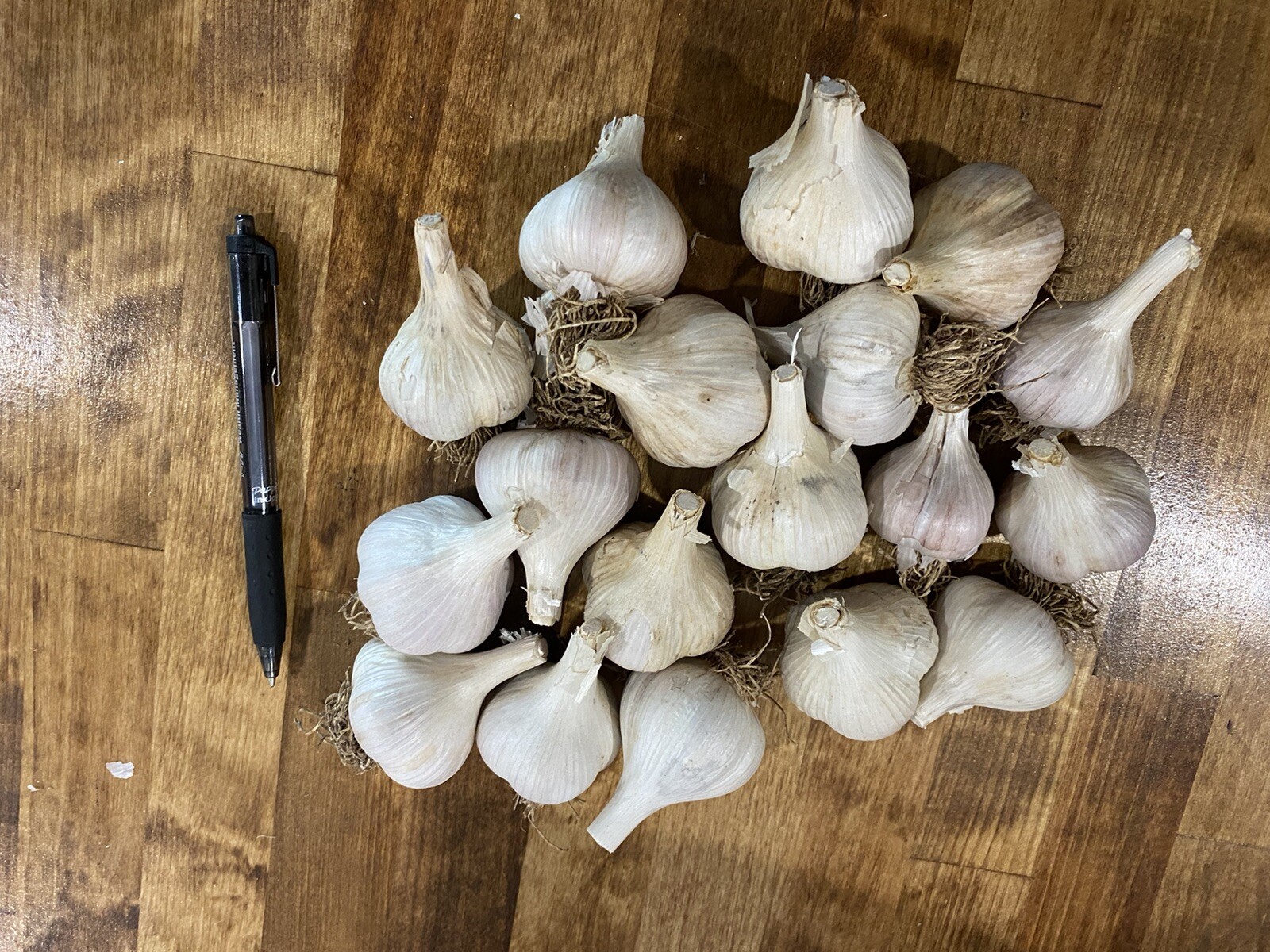 Russian Giants One lb. 15-20 Bulbs Hardneck Garlic Bulbs to Plant or Eat