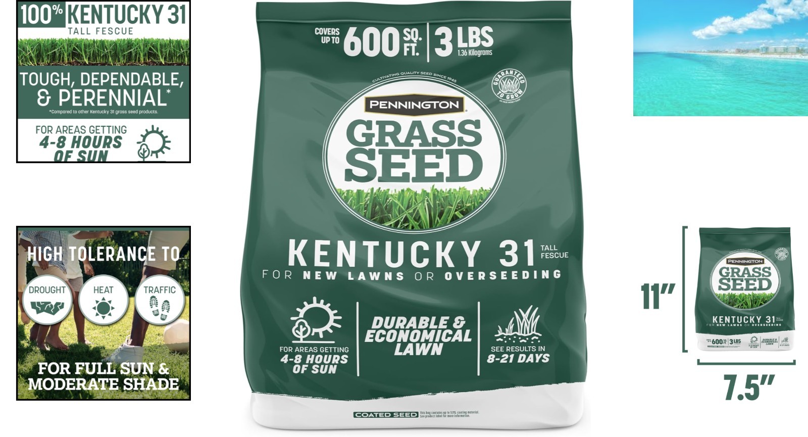 Durable Kentucky 31 Tall Fescue Grass Seed – 3 LB Fast-Growing Drought Resistant
