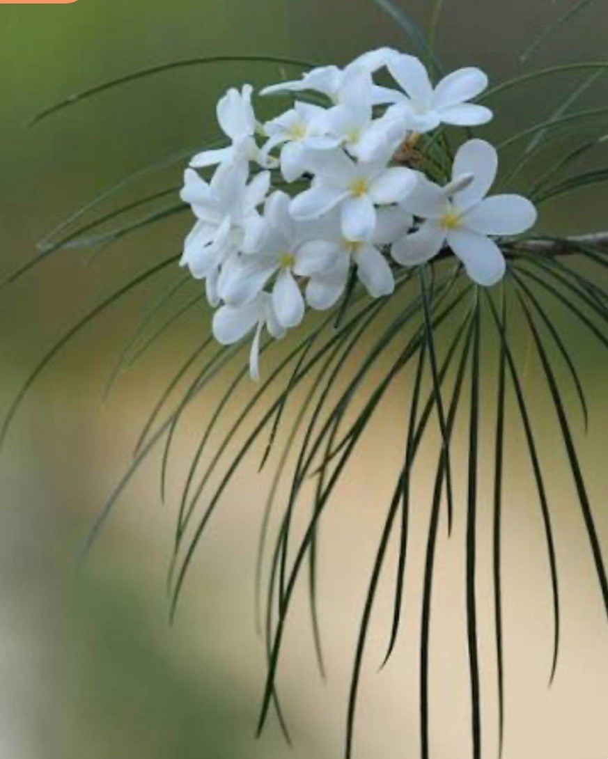Plumeria Filifolia~Needle Leaf Plumeria~Well Rooted & Grafted Plant~Very Rare!