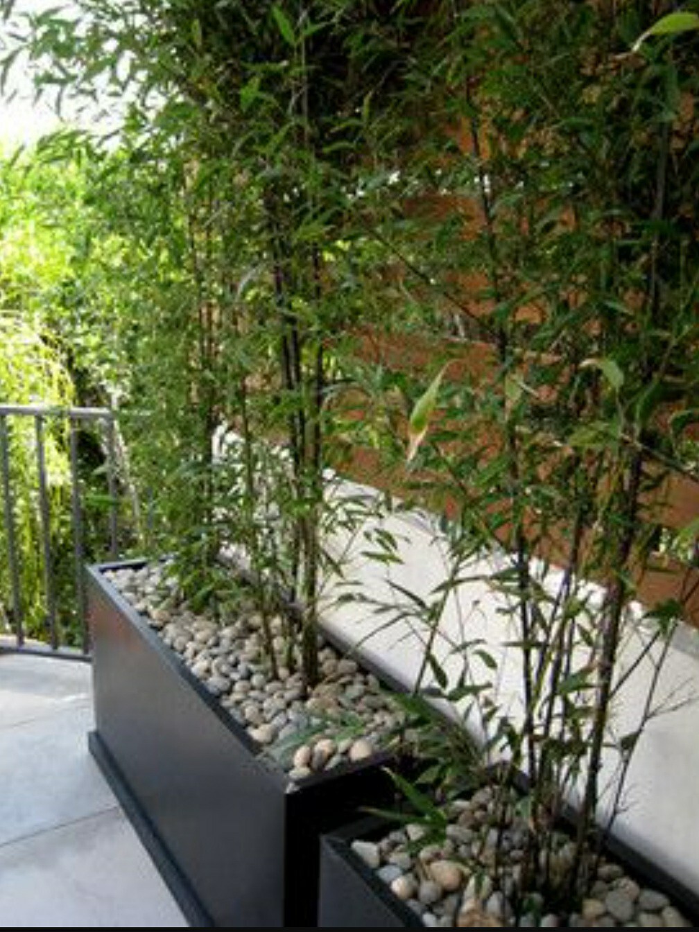 Black Bamboo True Phyllostachys Nigra Live Rhizome Bare Root Starter Plant