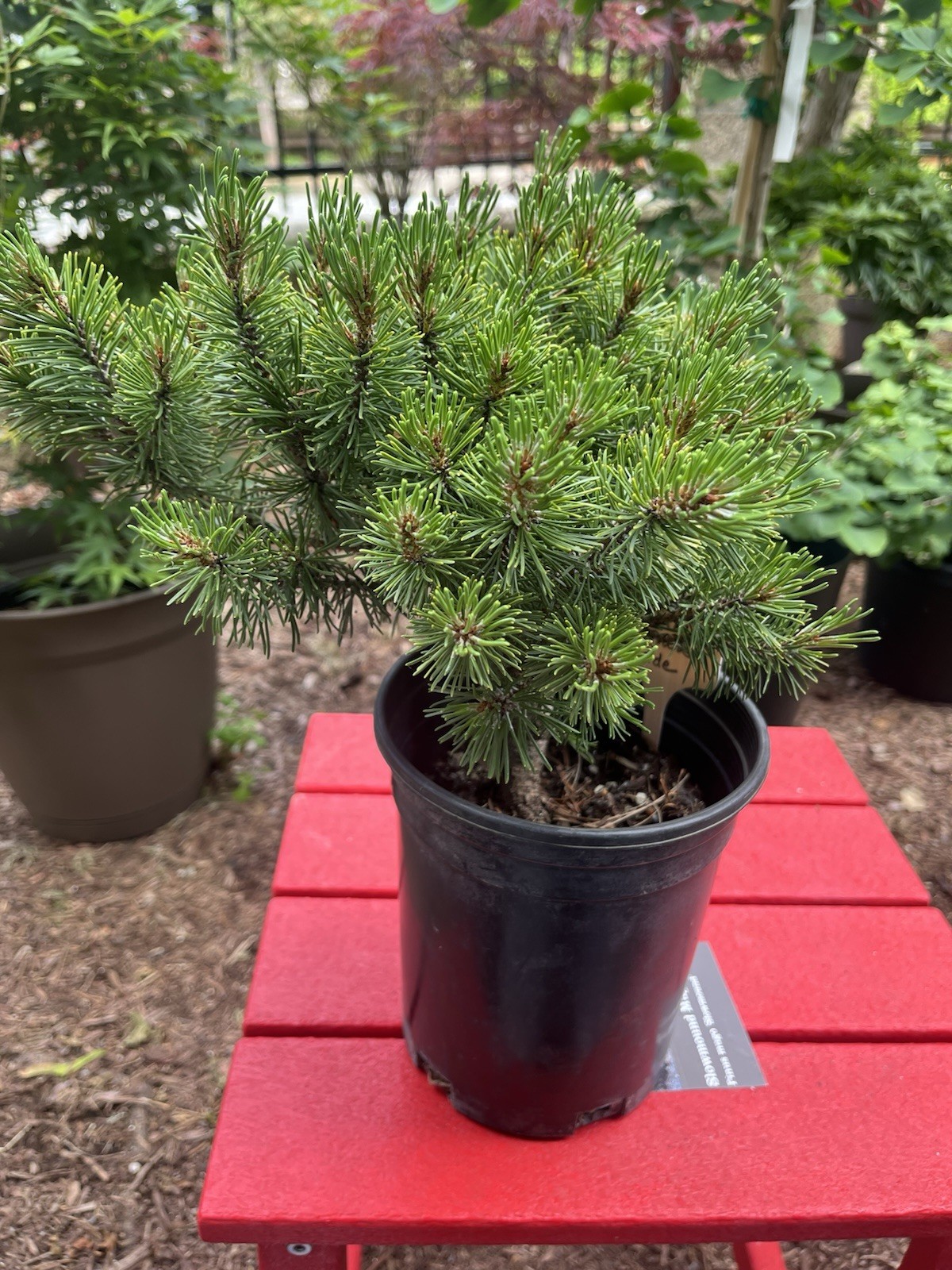 Slowmound Mugo Pine “Pinus Mugo” Pre-bonsai