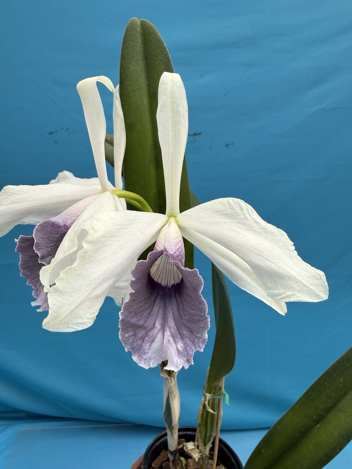 Cattleya purpurata Werkhauseri ‘Valley Isle’ X ‘AWZ USA’ Orchid Species 4” Pot
