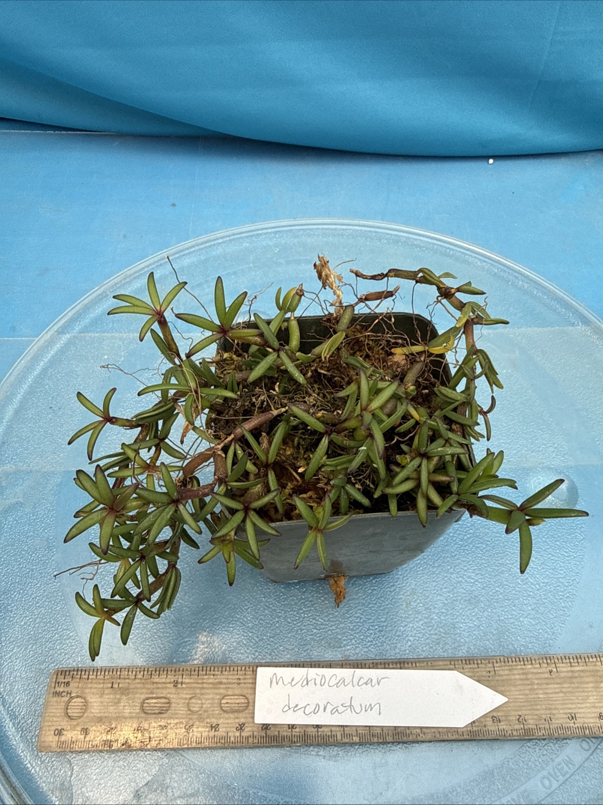 Mediocalcar decorata Orange Yellow Prolific Bloomer BS Orchid Species 4” Pot