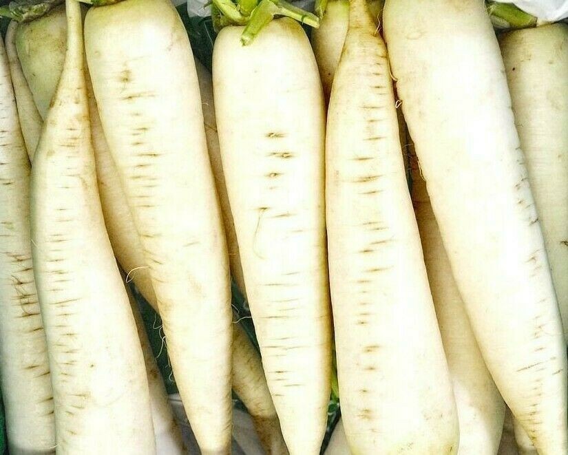 RADISH SEEDS 200+ WHITE ICICLE garden VEGETABLES culinary COOKING FREE SHIPPING