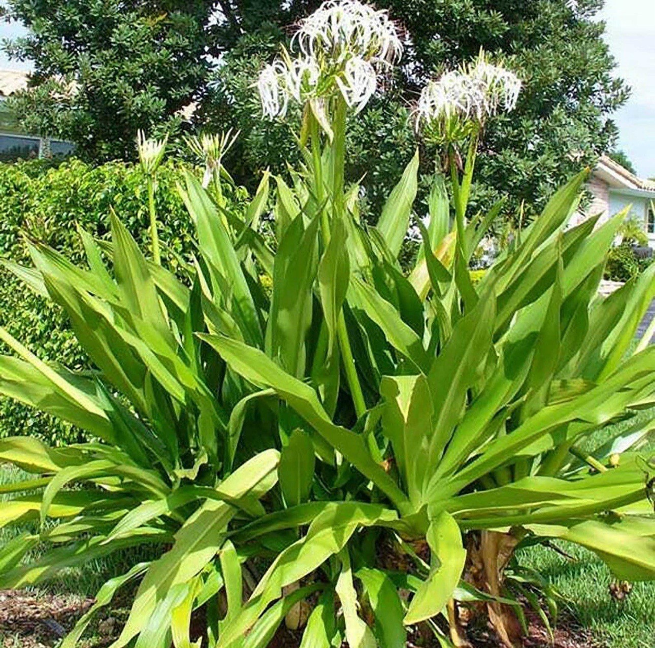 Crinum Lily Swamp Lily Bulb One Bulb Starter Plant