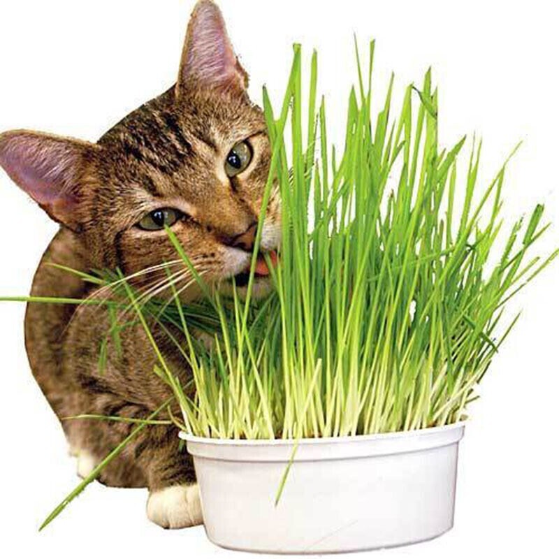 Wheatgrass Seeds – Cat Grass – Seeds – Non Gmo 600-700 seeds