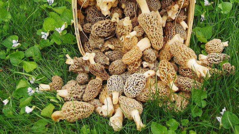 Seeds Mushroom Morel Conical Mycelium Spawn Grow Kit Dried Spores Organic