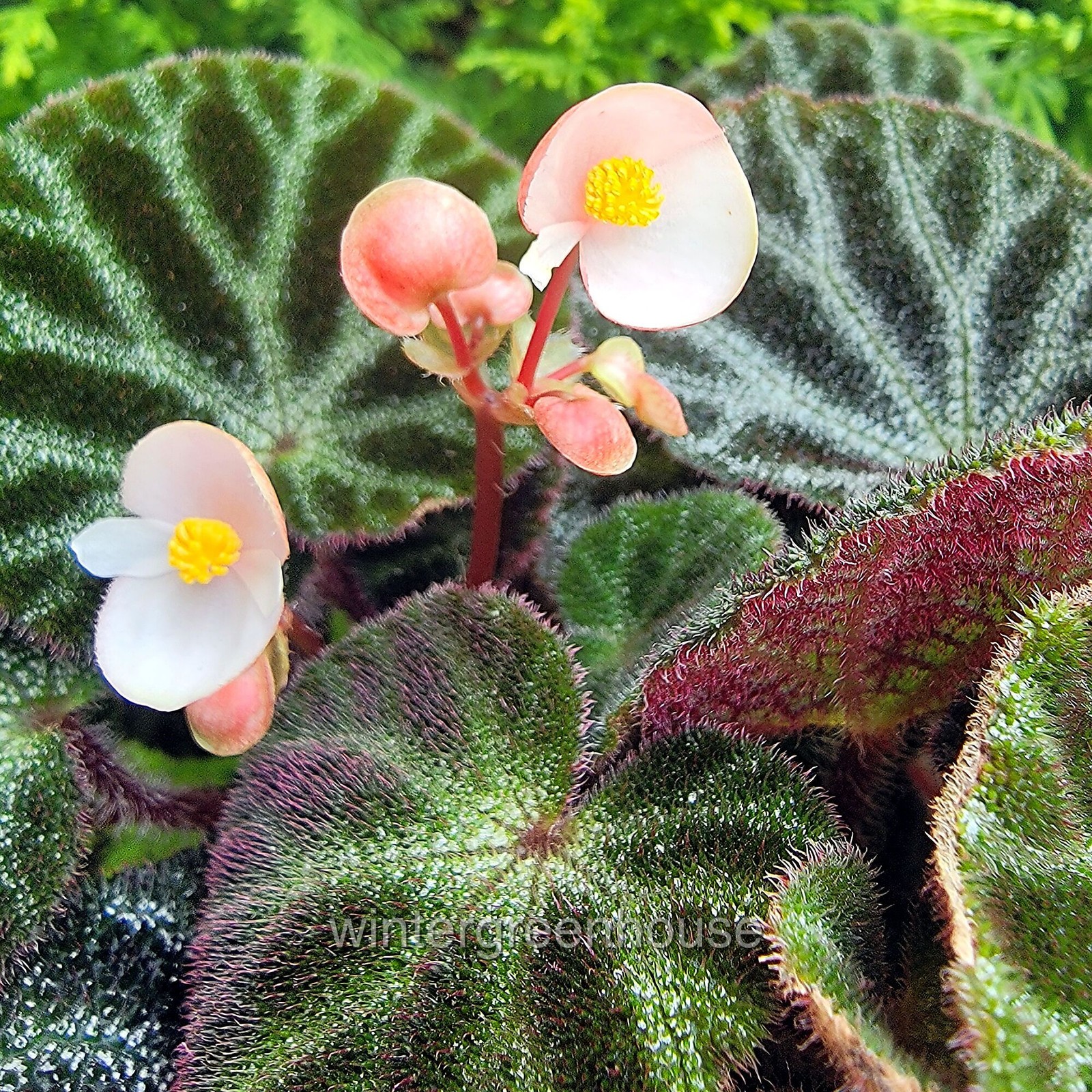Begonia ningmingensis Bella, Hybrid Begonia, Container Size: 3″ (2.6×3.5″)