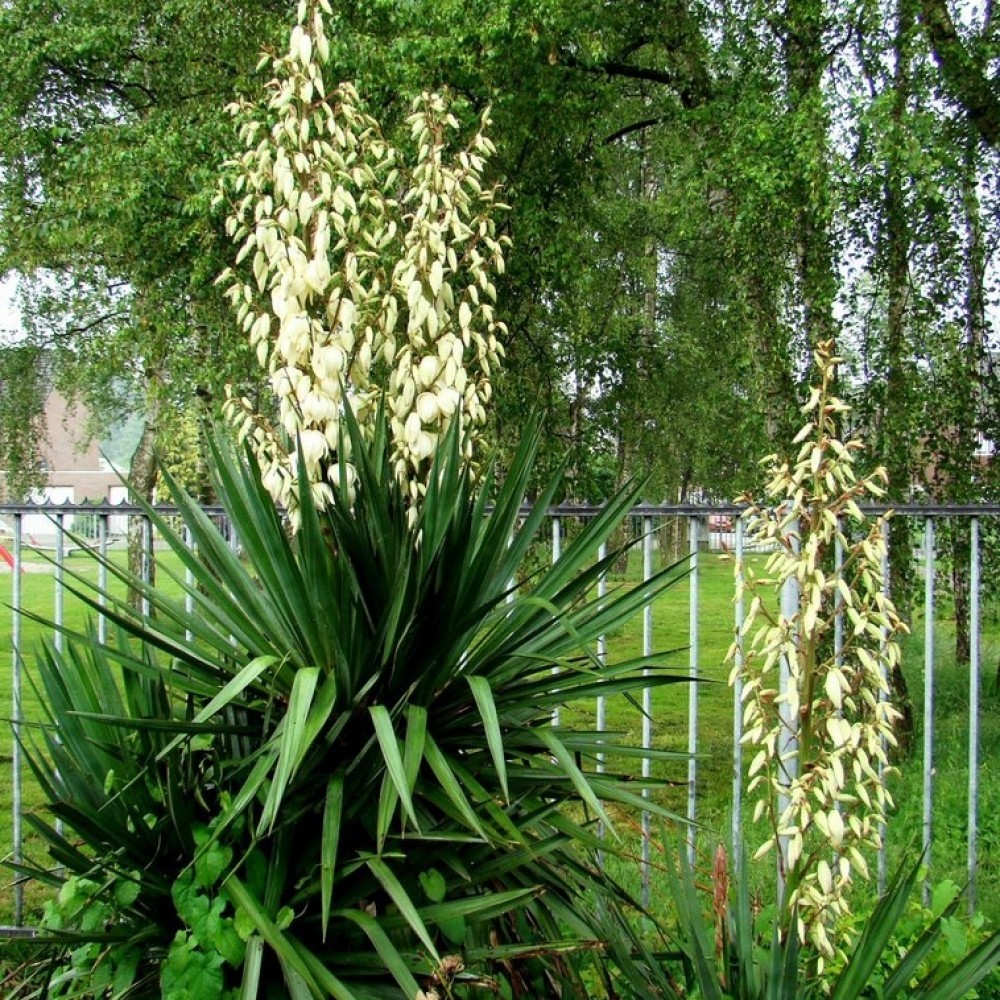 ADAM’S NEEDLE Yucca Filamentosa 10,30 SEEDS