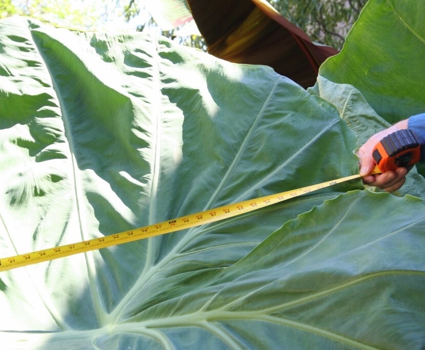 Thailand Giant Colocasia / Elephant Ear / Taro – 1 Gallon Size