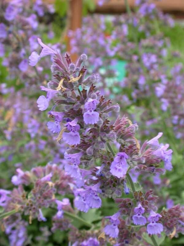 NEPETA RACEMONA~WALKER’S LOW~LIVE CATMINT PLANT LAVENDER-BLUE FLOWERS FRAGRANT!!