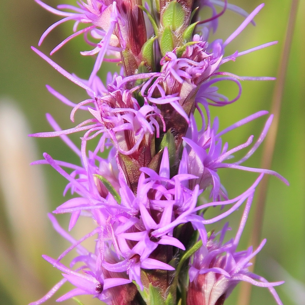 Dotted Blazing Star Flower 25 Seeds | Liatris punctata