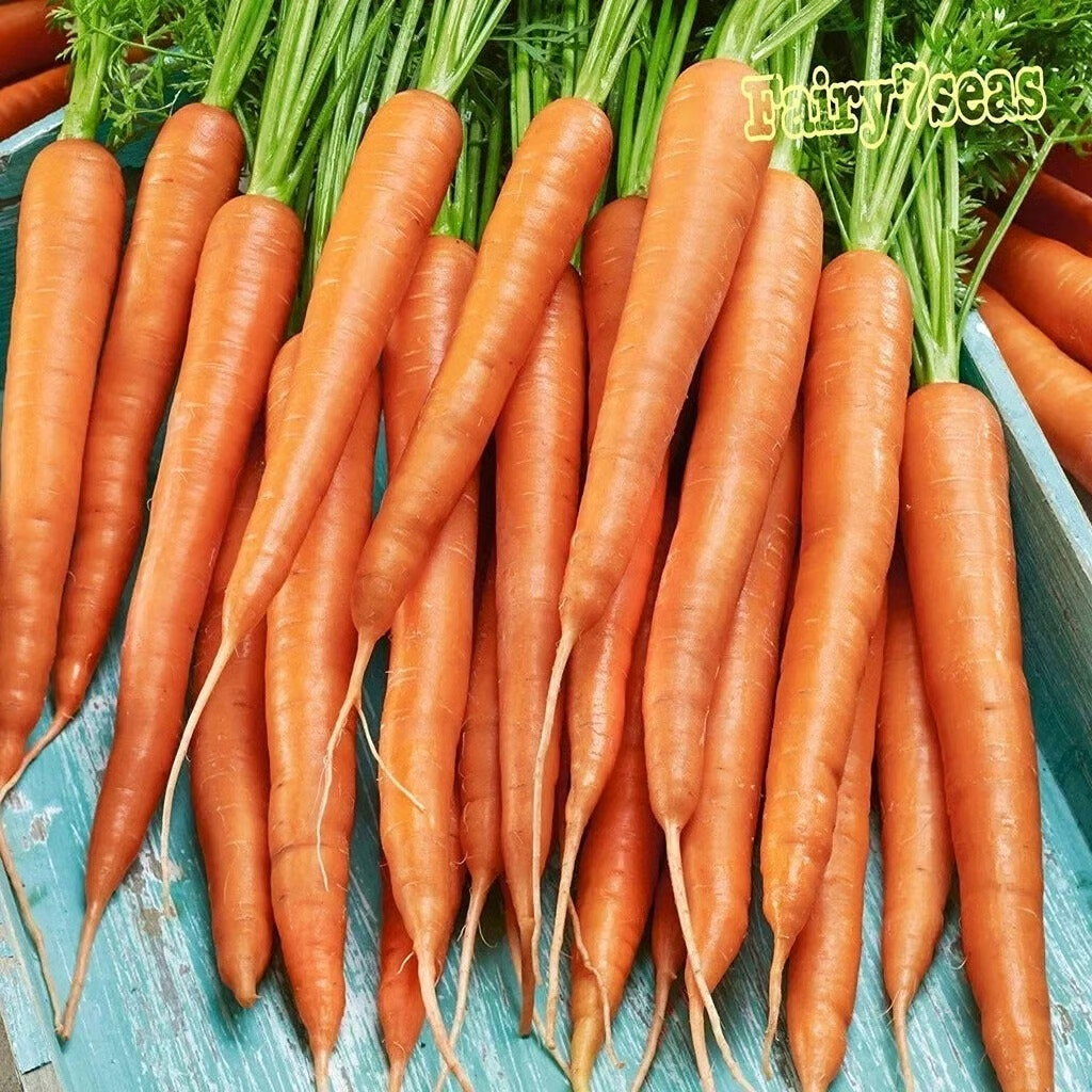 Little Fingers Carrot Seeds – Daucus Carota – Sweet &Tender Orange Carrot