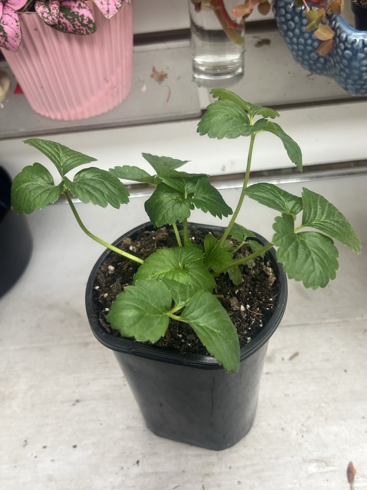 Live Ever Sweet Strawberry plant In 4” Pot