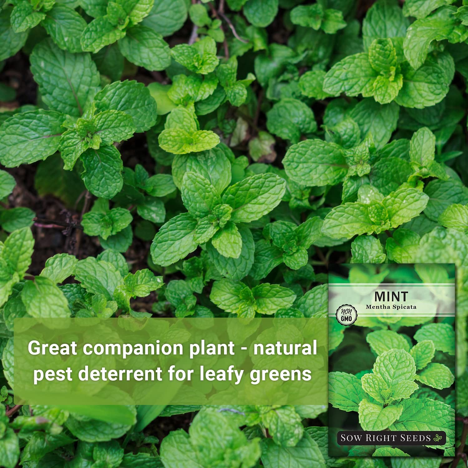 Sow Right Seeds – Mint for Planting – Non GMO Heirloom Perennial