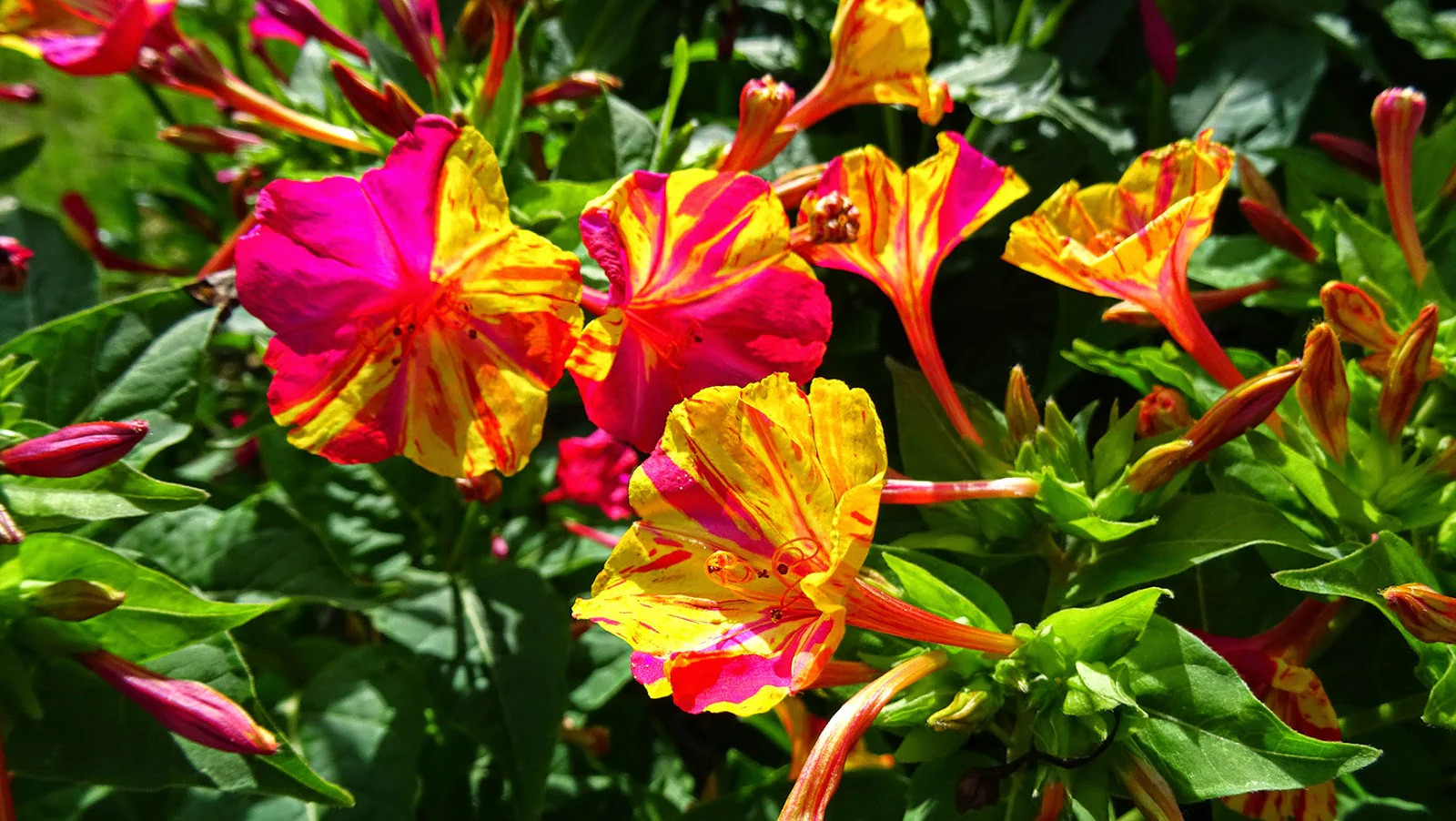 Marvel of Peru Four O Clock Seeds | Color Changing Rainbow Mix Flower Seed 2025
