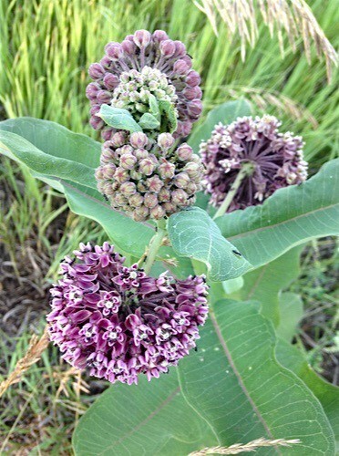 100 Common Milkweed Seeds Asclepias syriaca Attract Monarch Butterflies