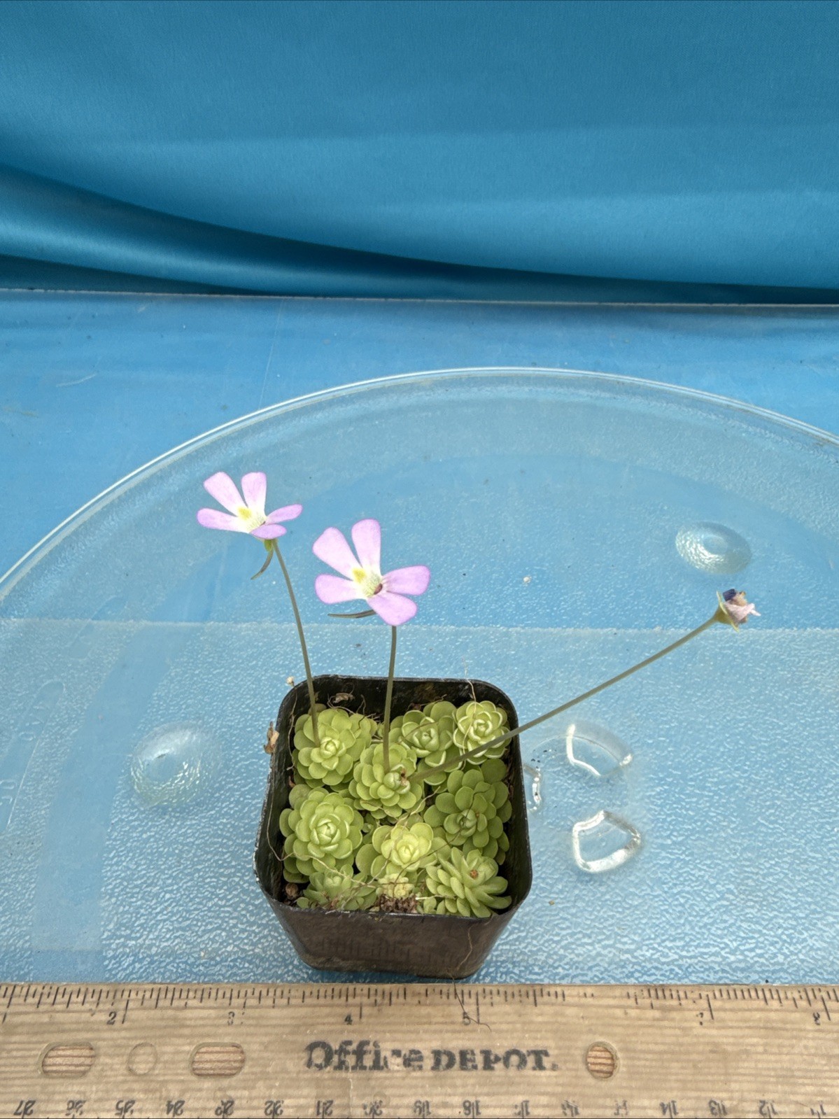 Pinguicula esseriana 20 Rosettes Carnivorous Pink White Flowers IN ONE 2” Pot