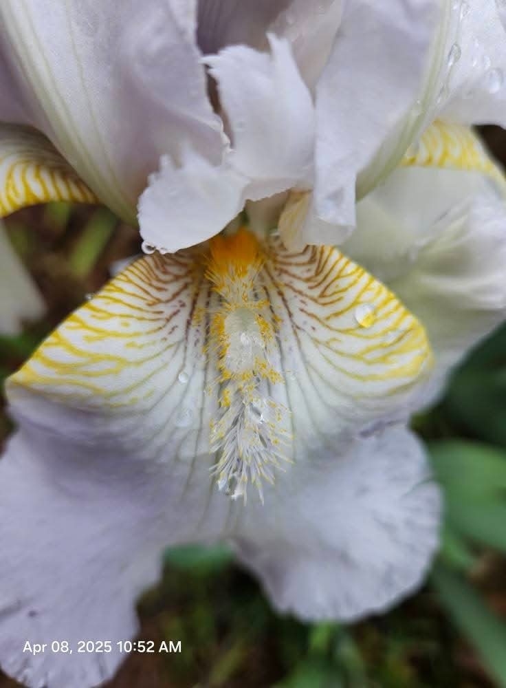 12 Rhizomes -White Fragrance TB Iris