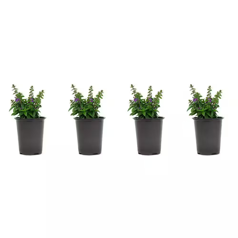 1.38-Pint Angelonia Blue Flower in 4.5 In. Grower’S Pot (4-Pack)