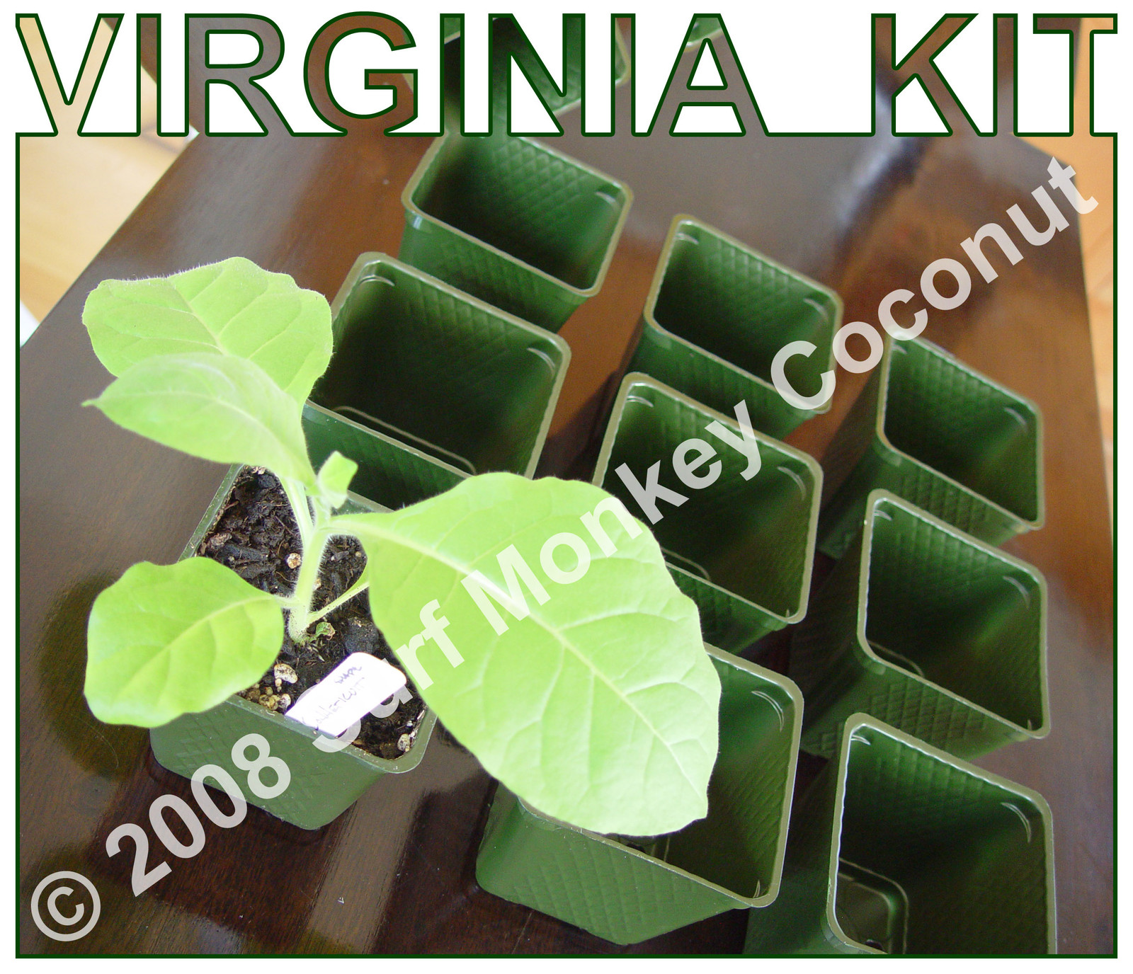 500 Heirloom Tobacco Seeds Starter Kit + Plastic Pots, Plant Labels & Trays, Raw