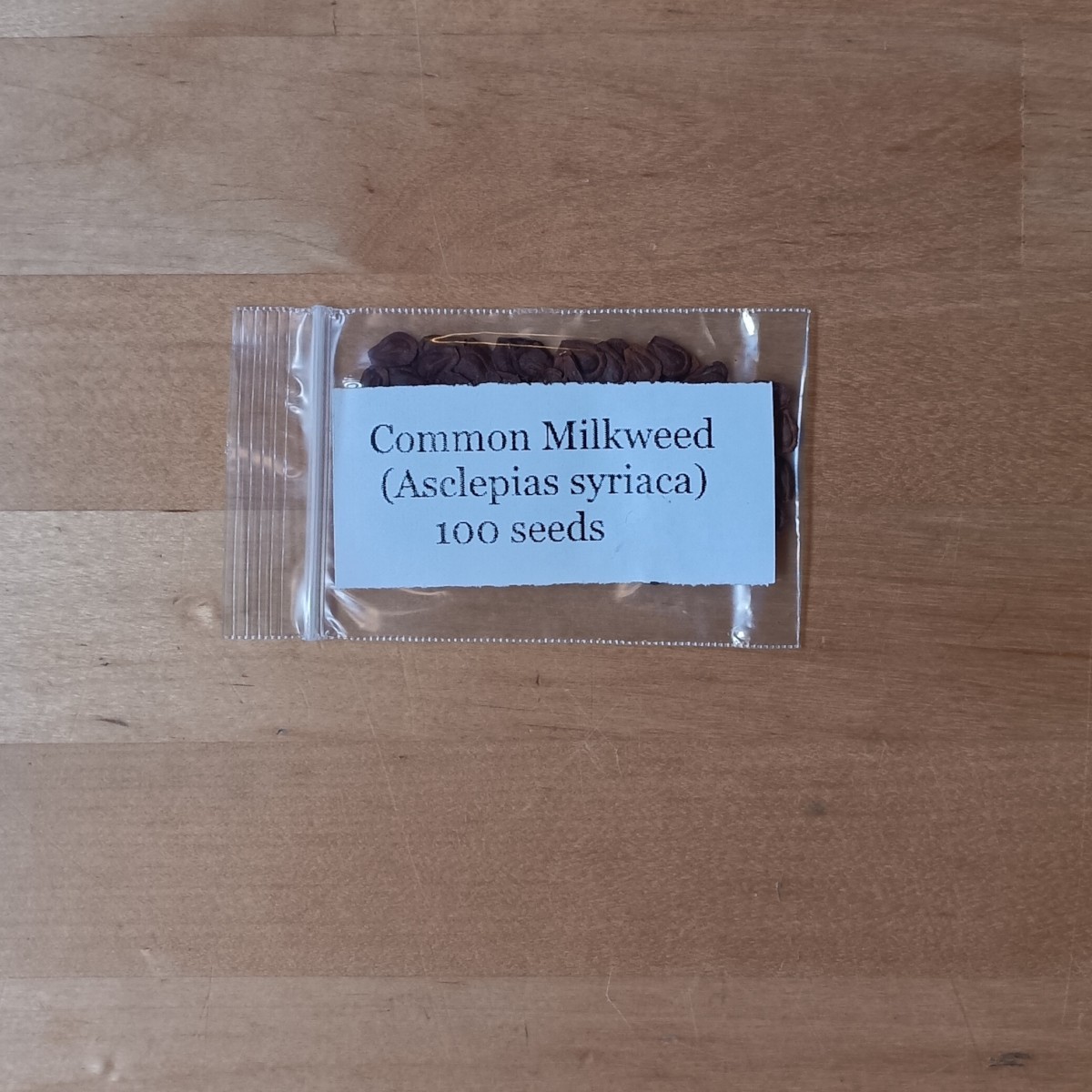 Common Milkweed (Asclepias syriaca) ~ 100 to 10,000 Seeds