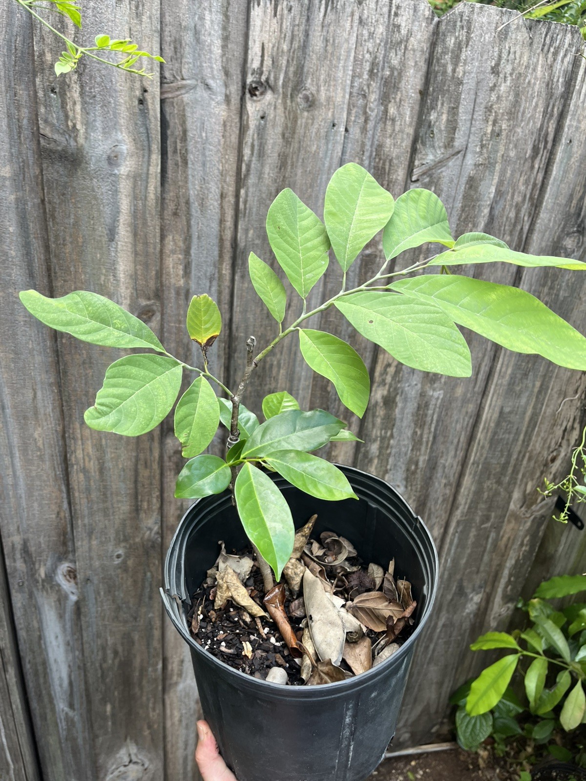 Annona diversifolia GRAFTED Pink Ilama ‘Coatepec’ plant in 3 gal pot