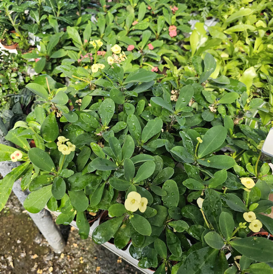Yellow Crown of Thorns – Euphorbia milii Floral Yellow – Live Plant in 4″ Pot