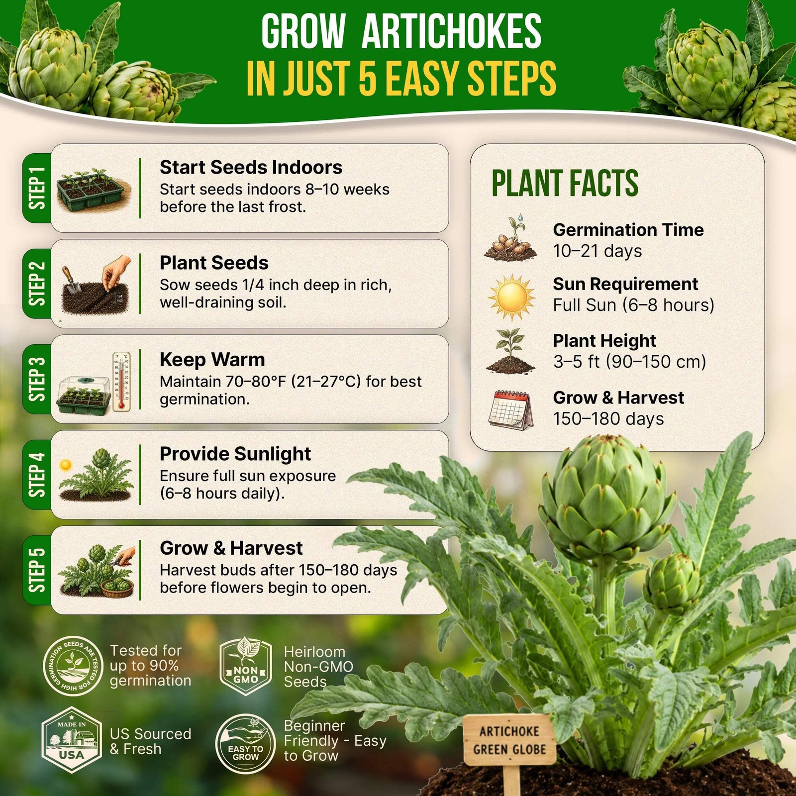 Green Globe Artichoke Seeds Pack 2G