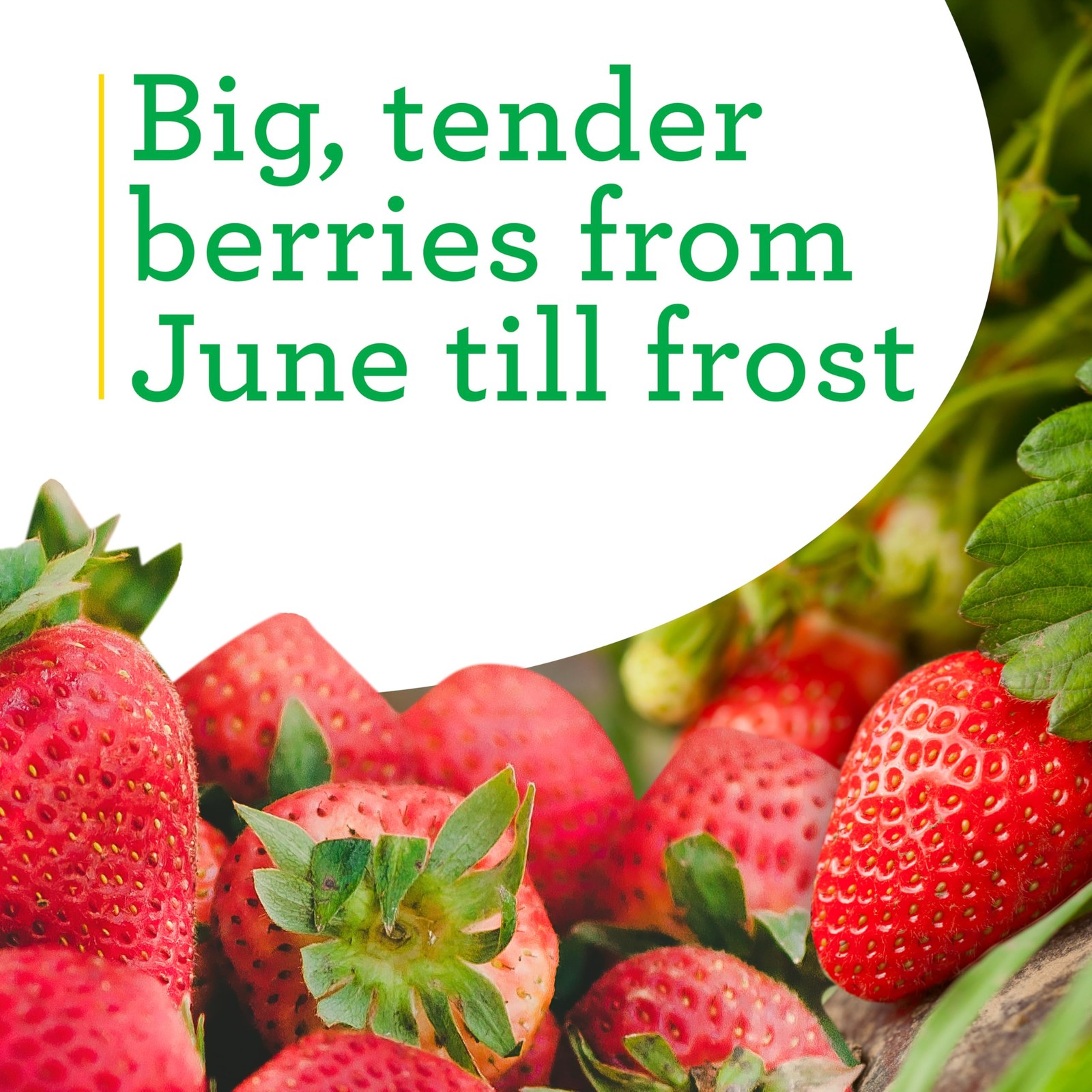 Bonnie Plants Strawberry Live Plant 1 Gal. 2-Pack