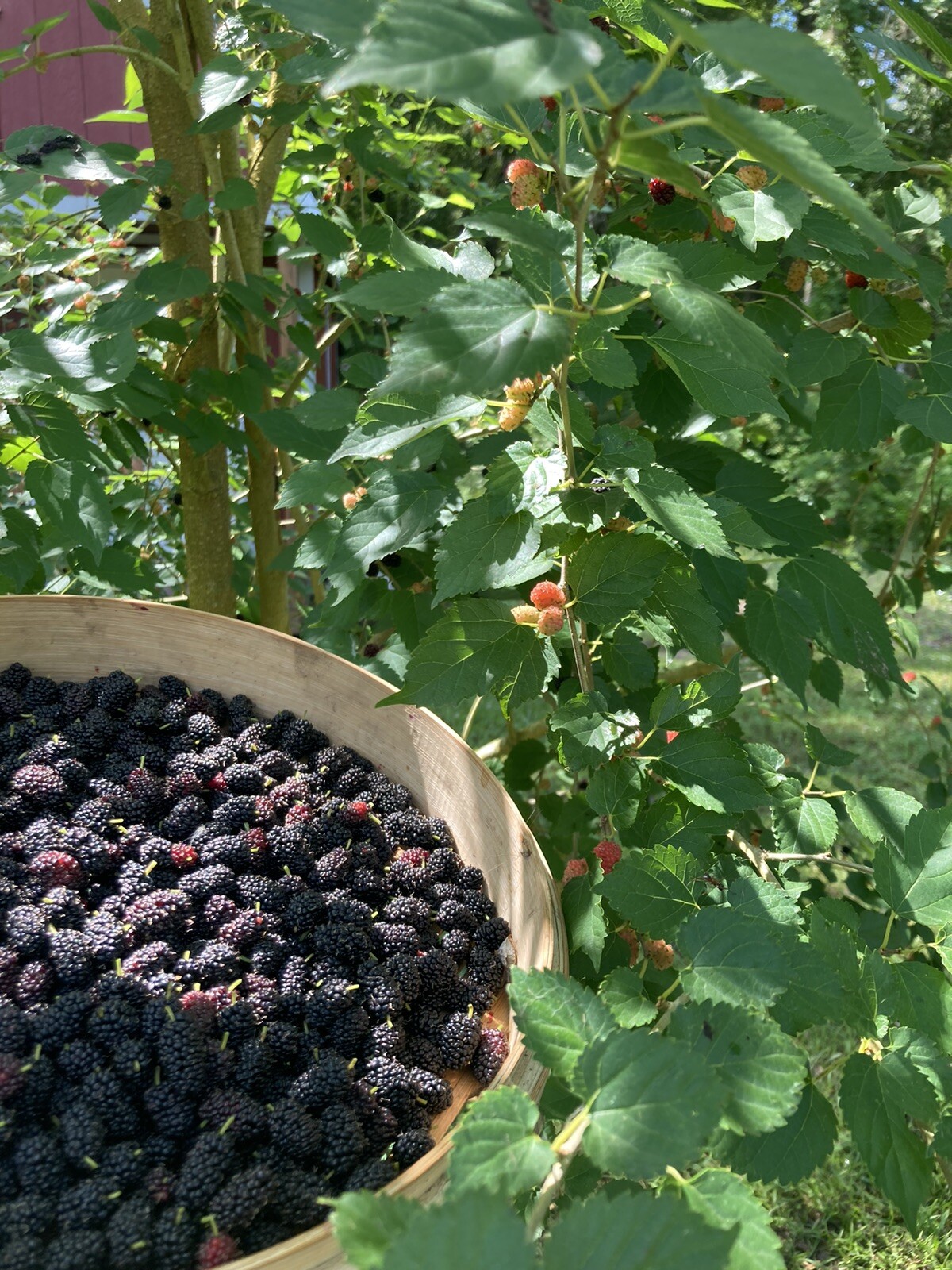 (2) Mature Florida Everbearing Black Mulberry Rooted Tree Cuttings 6” Bare Root