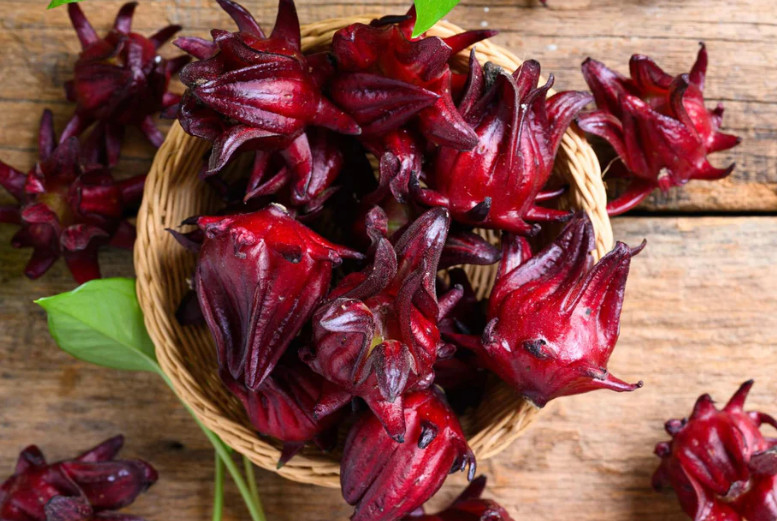 Roselle Hibiscus Plant – 4-8″ Tall – Edible Red Calyx Plant for Tea, Gardens