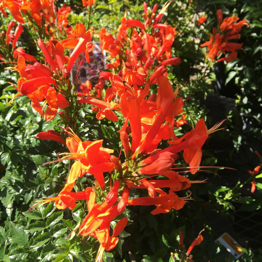 **Cape Honeysuckle**Tecomaria Capensis**STARTER PLANT**Birds & Butterfly Love It