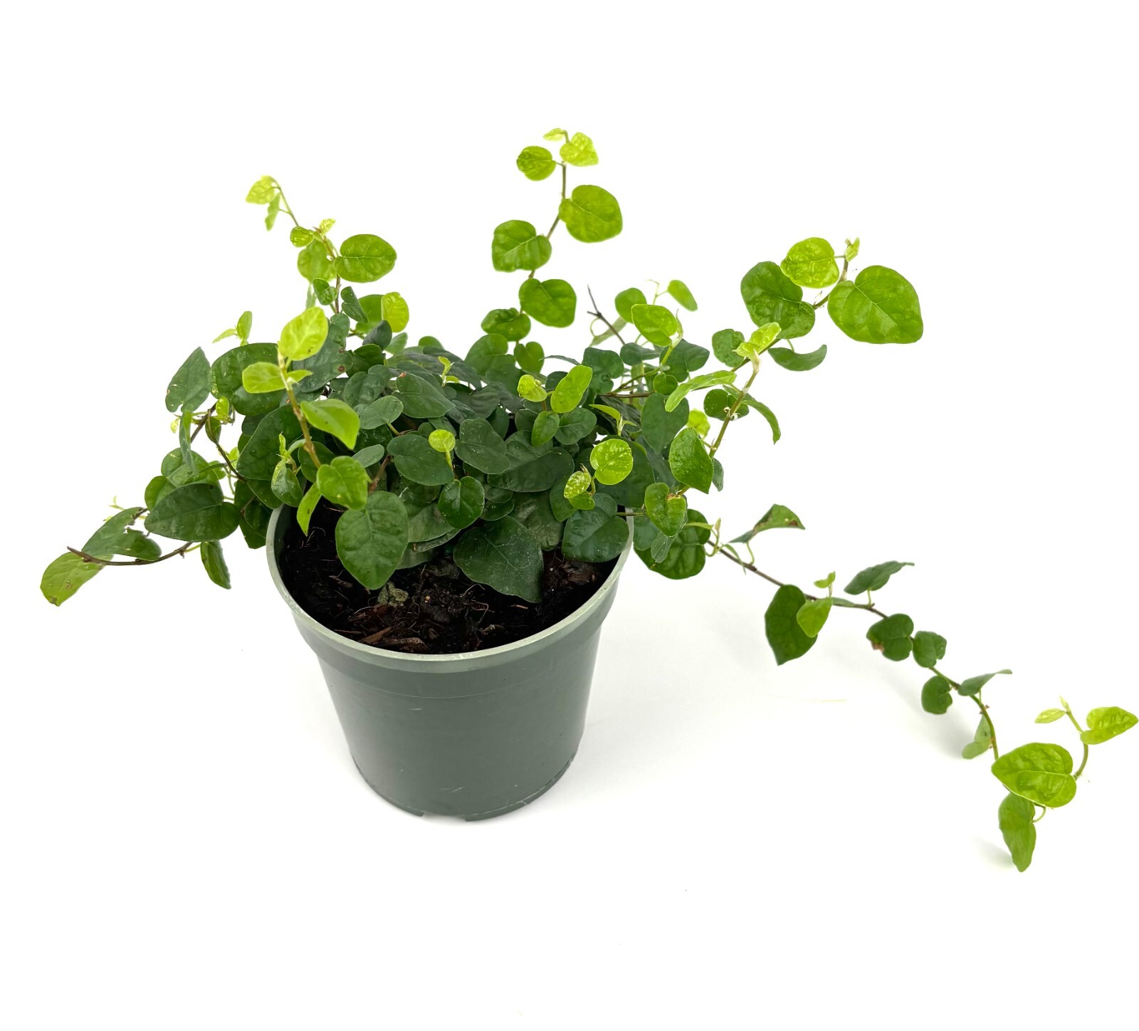 Creeping Fig Houseplants Ficus Pumila, 4″ Pot
