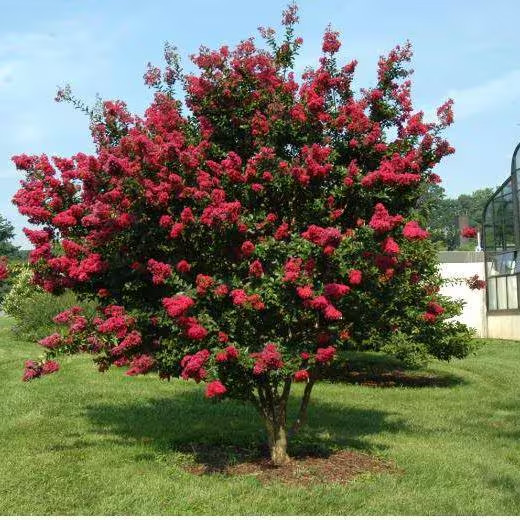 Dynamite Crape Myrtle Tree Quart Pot