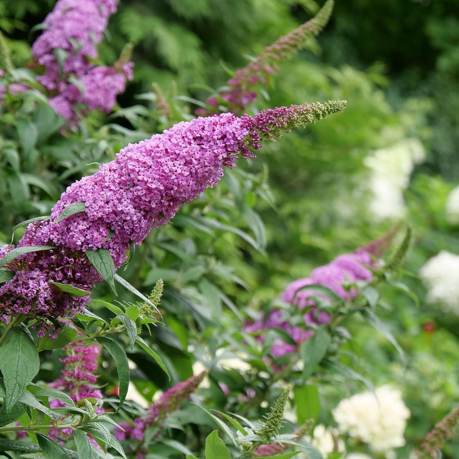 Butterfly Candy Li’L Taffy Butterfly Bush in 1 Gallon Grower’S Pot | Live, Pink