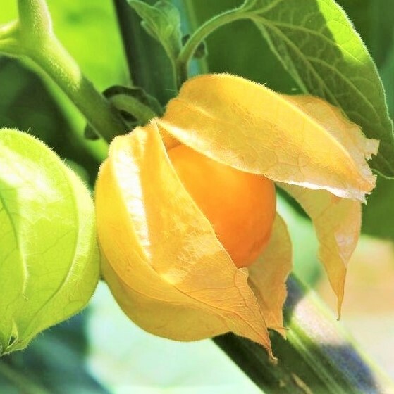 Strawberry Ground Cherry Seeds | Physalis Pruinosa Gooseberry Asian Seeds 2024