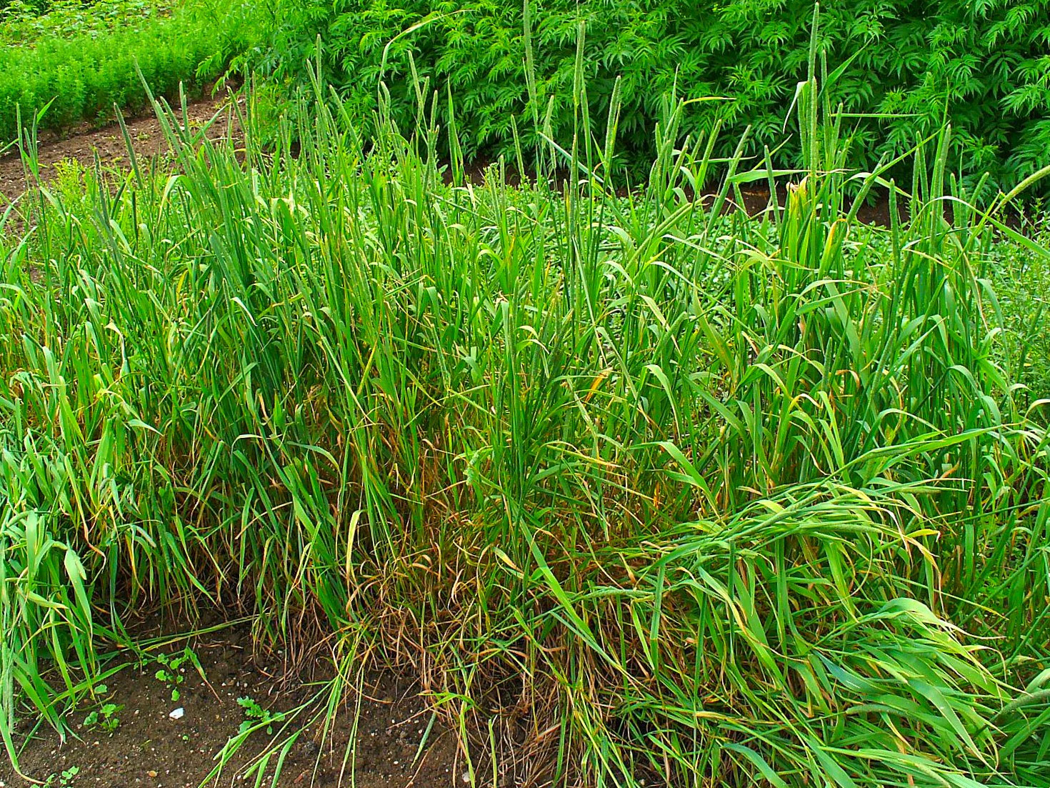 Climax Timothy Grass Seeds – For 2026 Planting Hay Pasture Meadow Lawn Landscape
