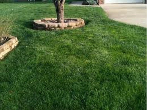 New LINN PERENNIAL RYEGRASS SEED Fast Germination Sun & Shade Wide Adaptation