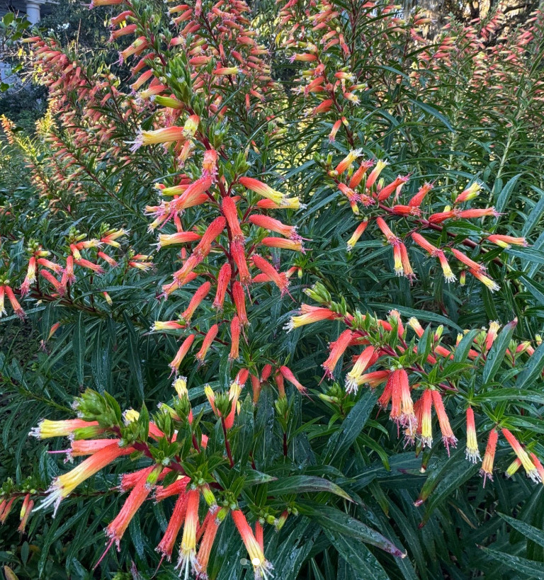 Set of 2 Big Cigar Cuphea Plant – 3-6″ Tall – Tall Orange Yellow Flowering Plant