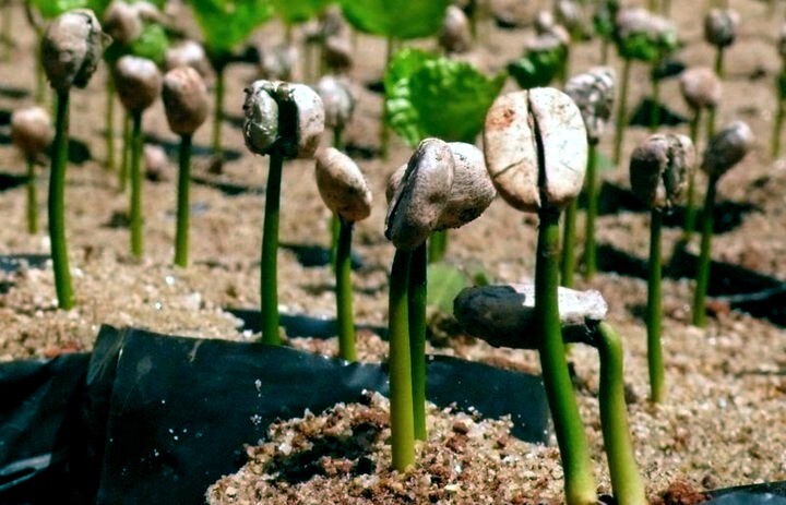 20 Coffea arabica Seeds Tropical EXOTIC Coffee Bean Indoor House Plant Tree RARE