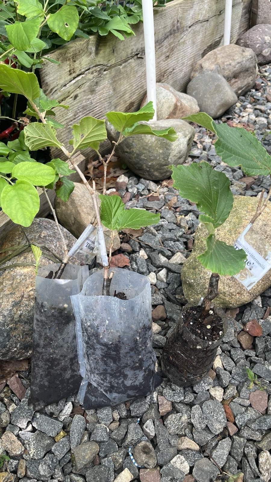 Hamamelis × intermedia ‘Diane’, 1 year old plant, grafted