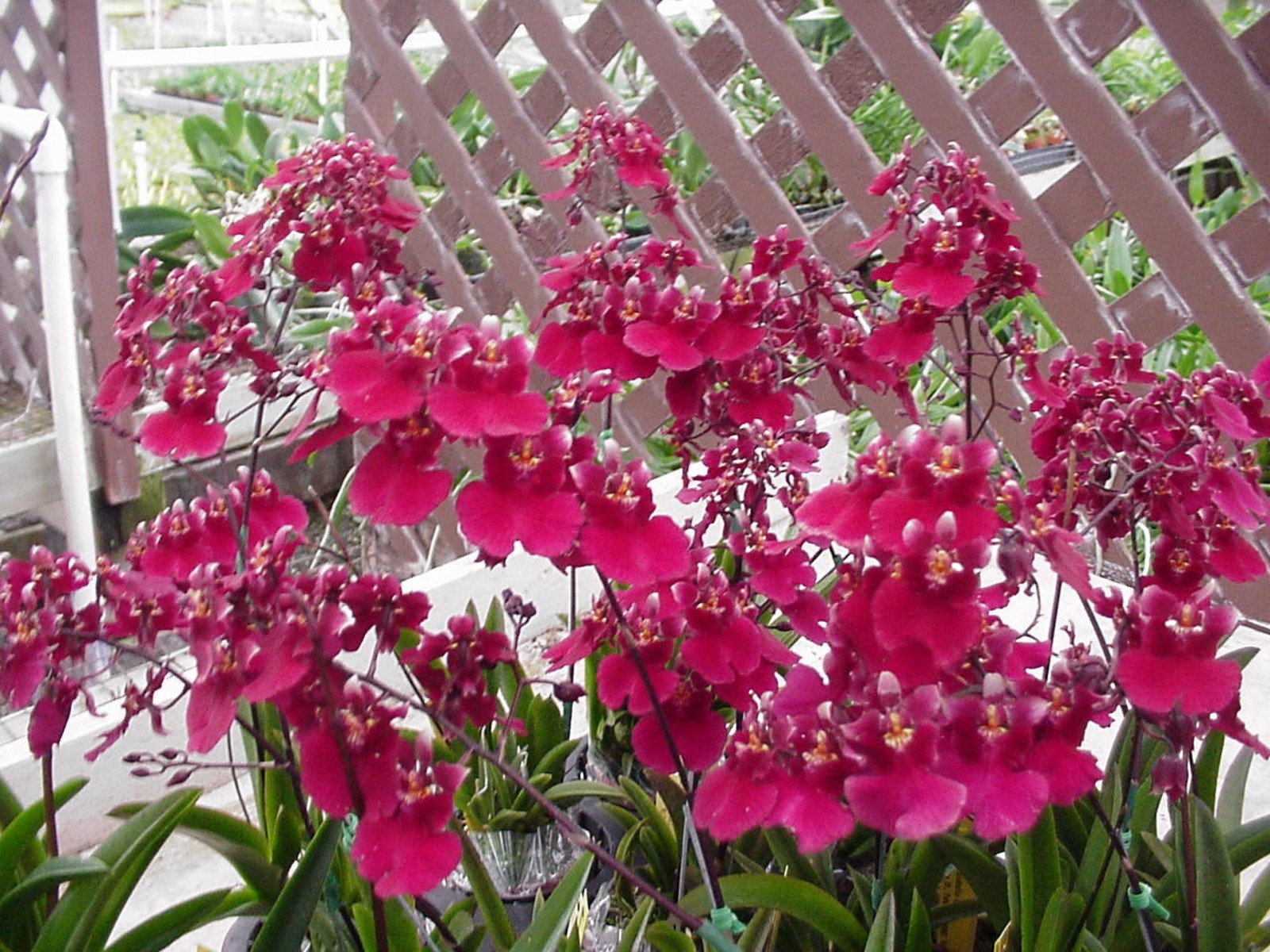 Tolumnia Popoki ‘Mitzi’, Miniature Orchid Plant Shipped in 2.5″ Pot