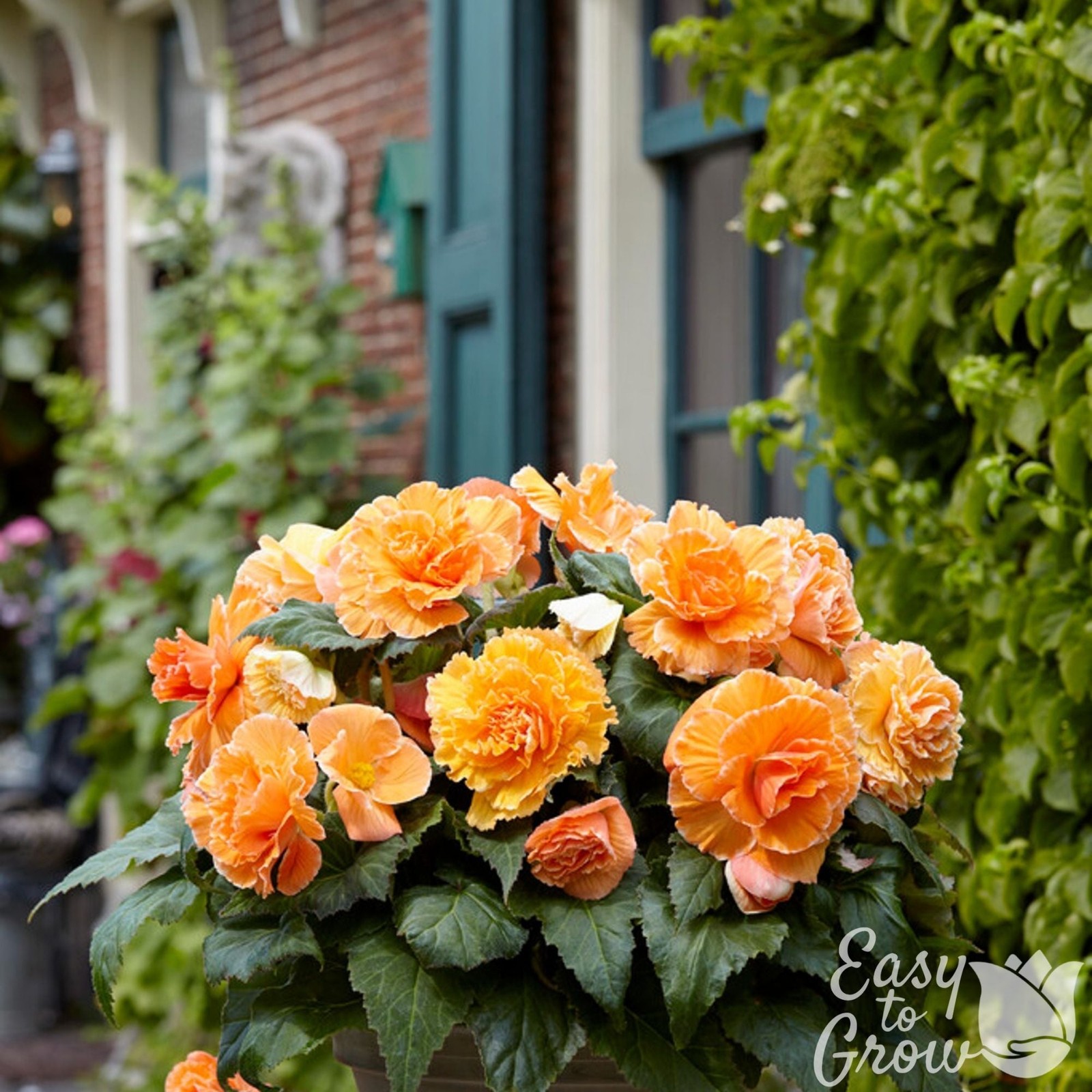 Begonia Picotee Lace Apricot 3 Plant Bulbs – Summer Tropical Blooms Easy to Grow