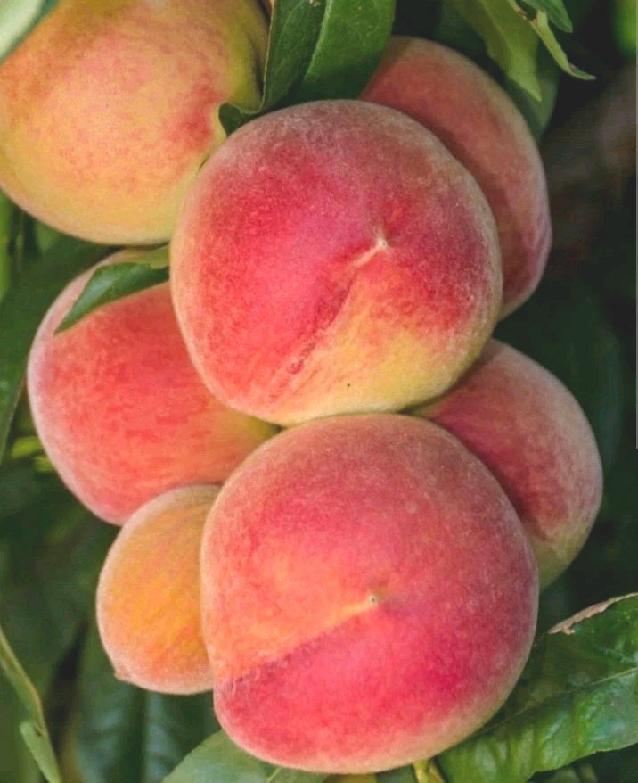 White Flesh Peach China Pearl Variety 有机白肉桃 Organic Live Fruit Tree Plant