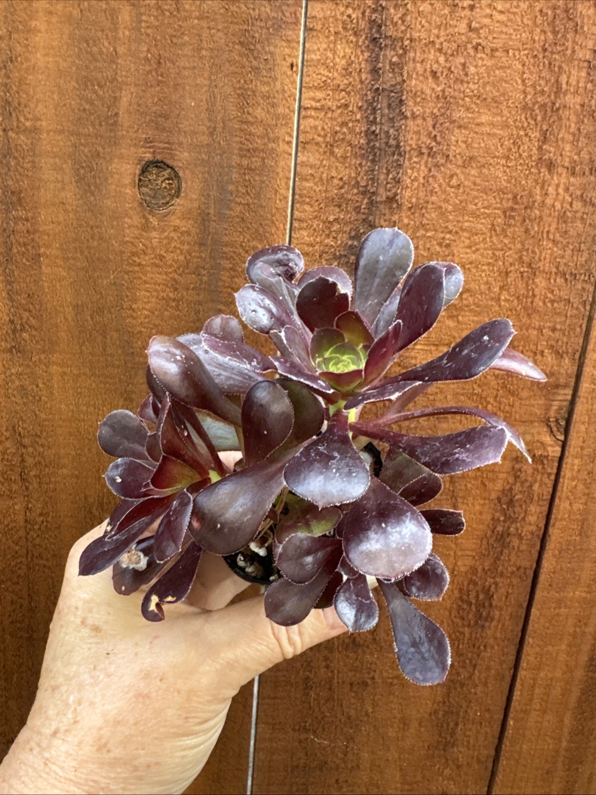 BLACK ROSE Dark Purple Aeonium Succulent