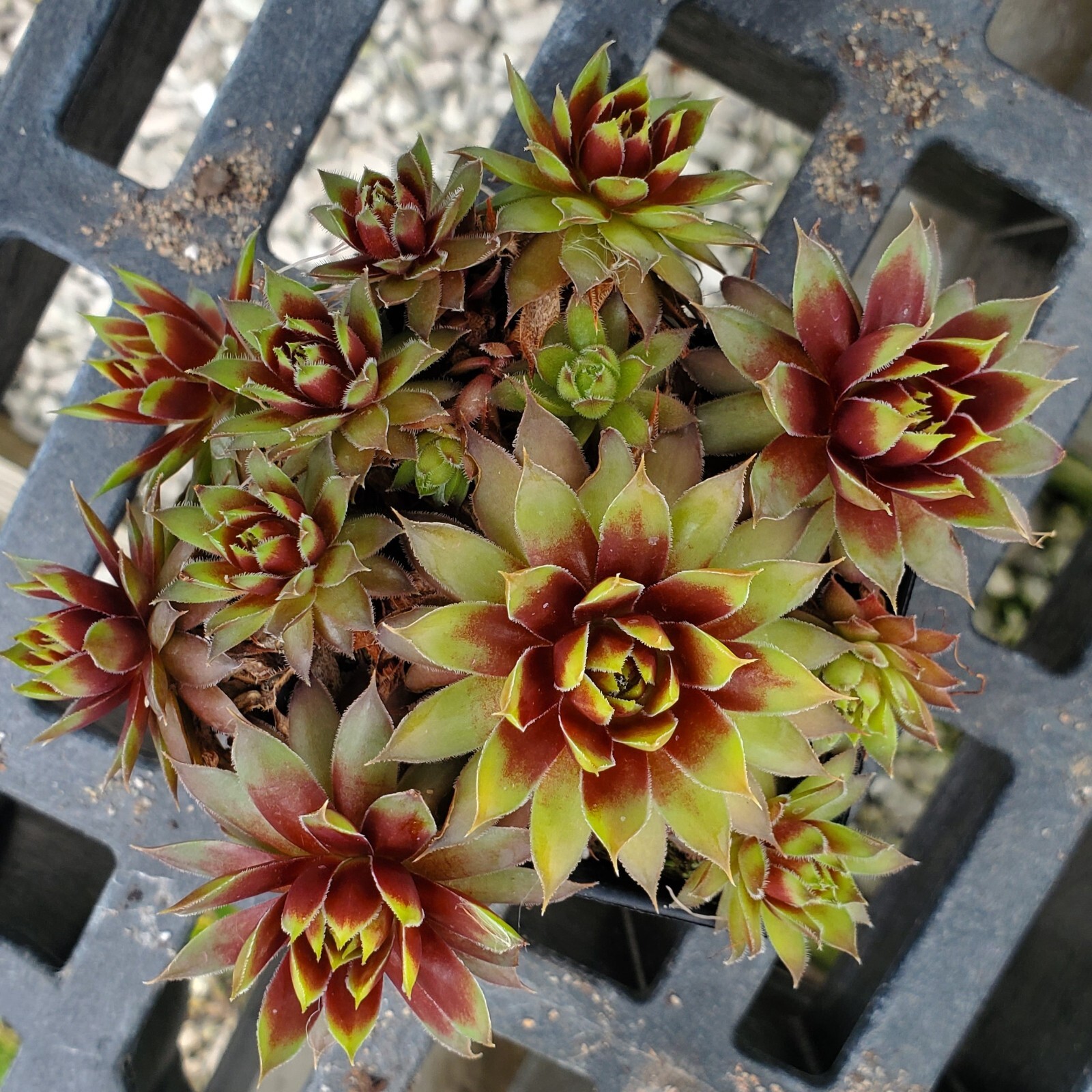 sun sempervivum GOLD RUSH new changing hen & chicks 2″ pot = 1 Live Potted Plant