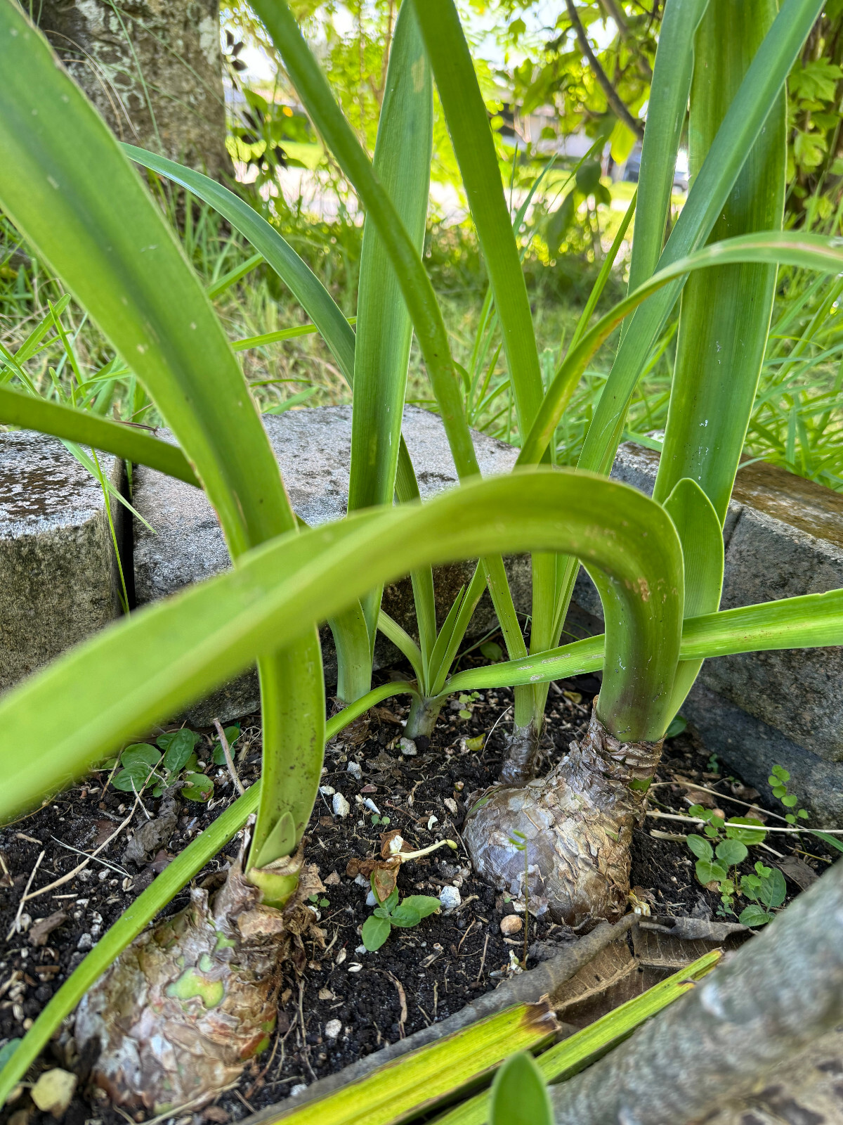 Two 1-2 inch Amaryllis bare root bulbs. Dug up immediately prior to shipping.