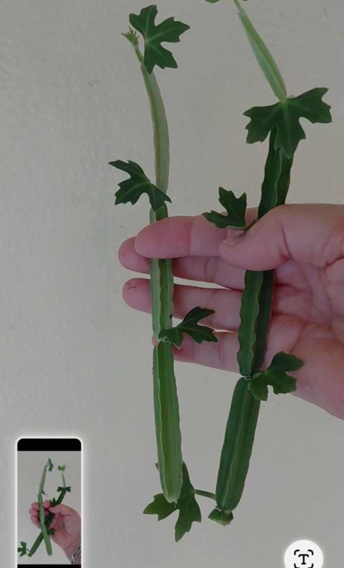 Cucumber Cactus, Devil’s Backbone, Adamant Creeper, Pirandai, Veldt Grape Plant